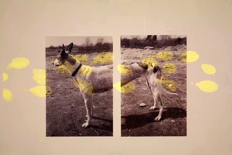 A photograph of a dog, the photo is split in two with yellow paint splattered across